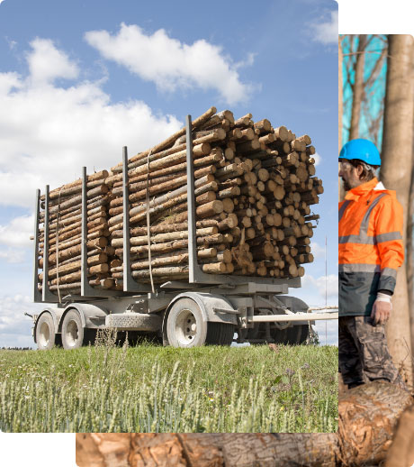 Forestry Forestry