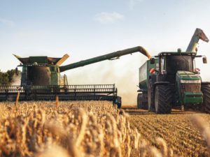 Combine harvesters and tractors harvesting in a wheat field