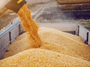 Machine for separating corn grains working on field and filling tractor trailer with corn. Autumn time