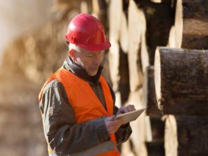 Portrait of mature engineer working on tablet beside tree trunks